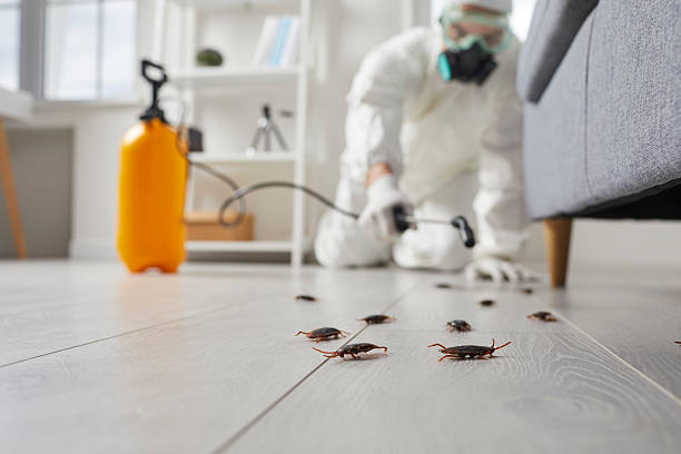 Commercial Kitchen Cockroach Control in North Pearsall